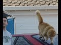 Peter the 19th Street cat in San Jose , CA  PT1