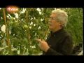 Tomate transgénico sin semillas