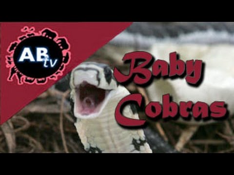 YouTube reptile video