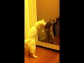 Cat Fight - Even Match
