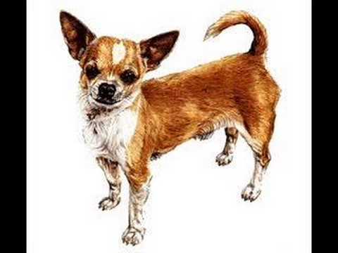 how to cure worms in dogs naturally