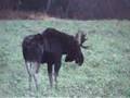 Aroostook Moose part 1