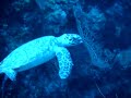Turtle visitor diving Grand Cayman