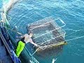 Port Lincoln Tuna Feeding