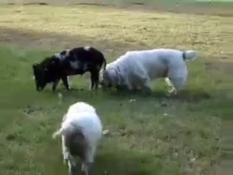 Arnold The Pig meets The Clumbers