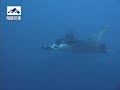 KOMODO DIVING