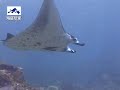 KOMODO DIVING KOMODO DIVING