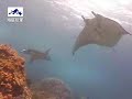 KOMODO DIVING