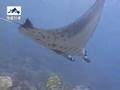 KOMODO DIVING