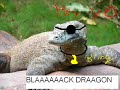 Rhapsody Black Dragon Misheard Lyrics