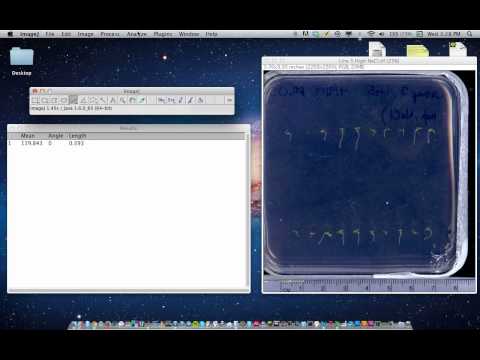 how to use imagej to measure length