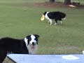 Border Collies Playing Keep Away