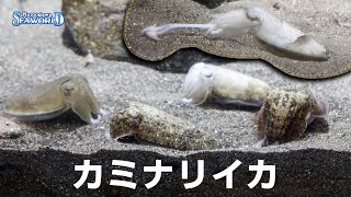 水族館生まれのカミナリイカ04