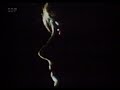 Jefferson Airplane - Today (Live At Montereypop 1967)