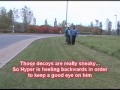 Family K9 - Hyper\