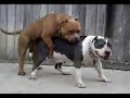 Kotz K�ter