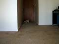 videos de Booboo...Fetch!!!