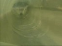 Construya un Biodigestor Sencillo II