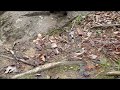 video 4 - CJ8 jeep Axial AX10 2.2 rock crawler video 4 - CJ8 jeep Axial AX10 2.2 rock crawler