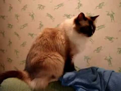 Murphy Videos 0 Murphy Videos