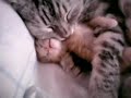Mom cat hugs kitten having a bad dream - too cute -