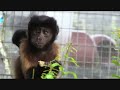 Elizabeth & Newborn Baby Monkey