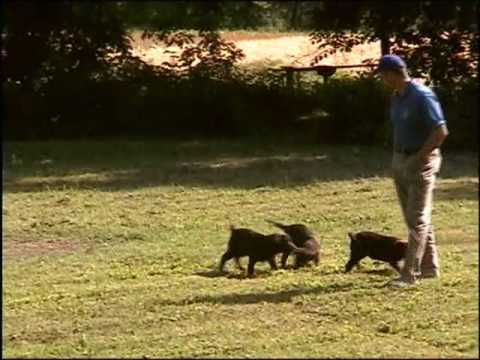Guarda video cuccioli di labrador retriever chocolate