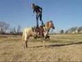 Tinman- 14HH, 1993', sorrel/white paint gelding for sale