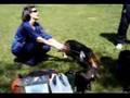 Basset Hound video