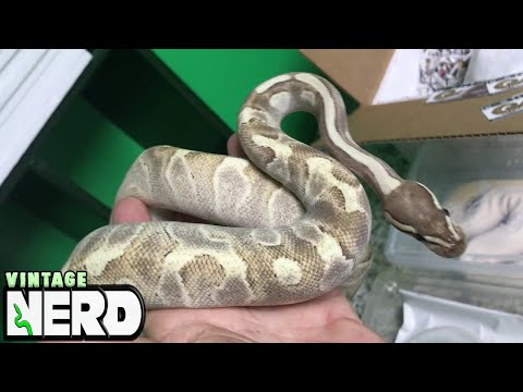 YouTube reptile video