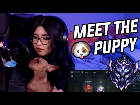 Diamond 3 Samira | Meet My Dog
