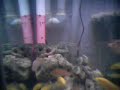Overflow, sump, Cichlid