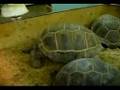 videos de Tortuga Geochelone Gigantea de Aldabra (www.tresolivos.info)