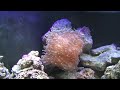 SW Rebuild - Part 16 - Fish in the tank