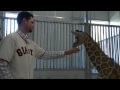 Brandon Belt the SF Giant meets Brandon the giraffe