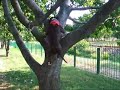 Ares - Tree Climbing - Pitbull - music Konkwista 88 Ares - Tree Climbing - Pitbull - music Konkwista 88