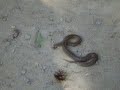 Elimination of Evul Snaek