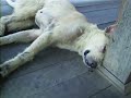 seeing-the-worlds-ugliest-dog.html