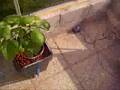 Serre hydroponique Fleursdubien