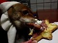 Click here to watch this video 柴犬もどきの華♪ X'masケーキ♪