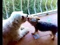 Besitos con lengua