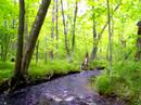 Blue Hills creek