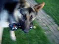 Pastor Alemán - German Shepherd BALTO 13 meses. Video 2 Pastor Alemán - German Shepherd BALTO 13 meses. Video 2