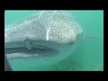 Whale Sharks near Isla Holbox with Dive Aventuras Whale Sharks near Isla Holbox with Dive Aventuras