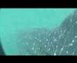 Whale Sharks near Isla Holbox with Dive Aventuras
