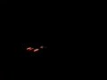 T-Rex 450 Night Testing T-Rex 450 Night Testing