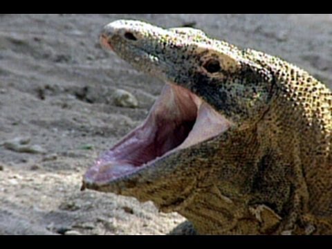 kamodo dragon