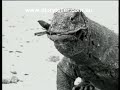 Part 1 Komodo Dragon Animal X