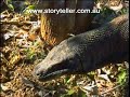 Part 1 Komodo Dragon Animal X