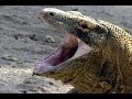 Part 1 Komodo Dragon Animal X